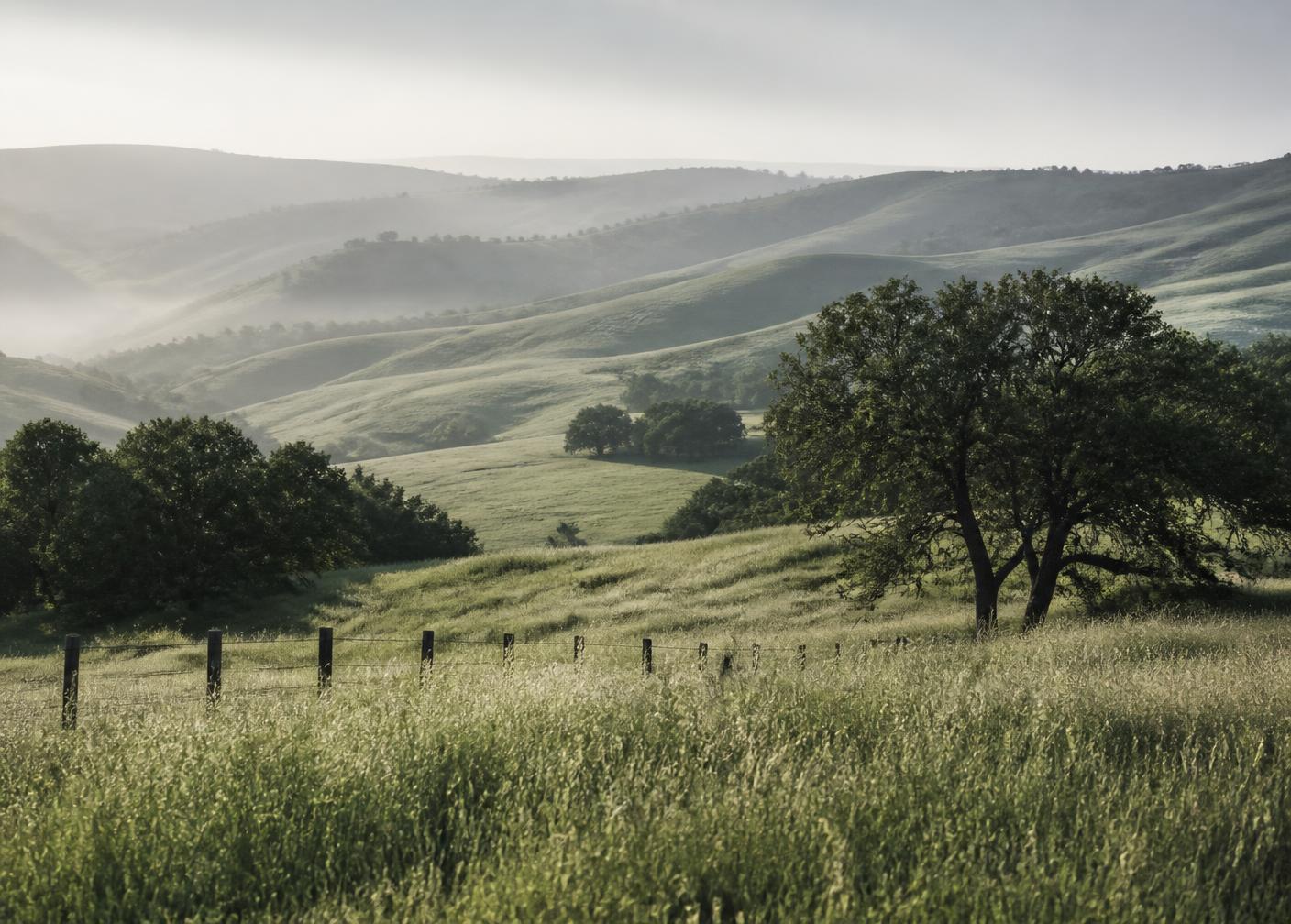 Rolling California grassland at dawn